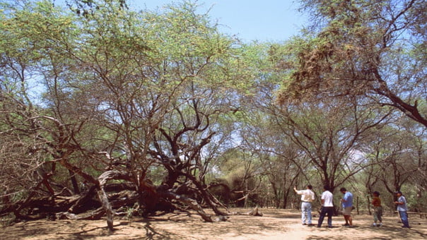 Bosque de Pómac: Biodiversidad, Historia y Cultura en el Norte del Perú