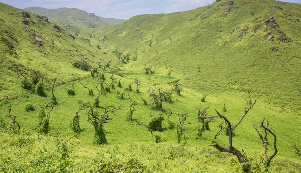 Lomas de Lachay