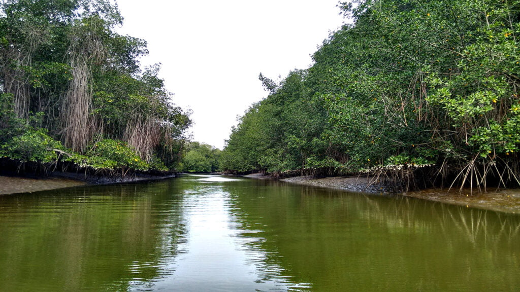 Santuario Nacional Los Manglares de Tumbes 12