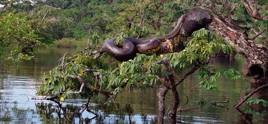 pacaya samiria waman adventures 3 1