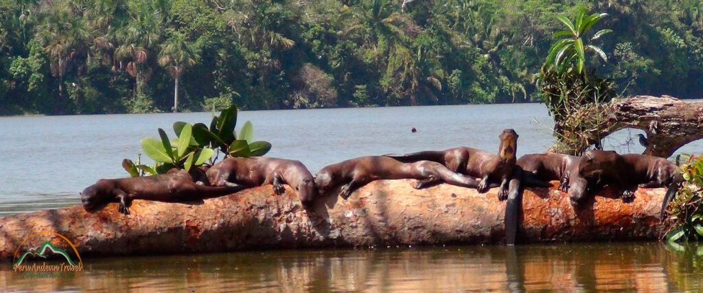 tambopata jungle 1920 800