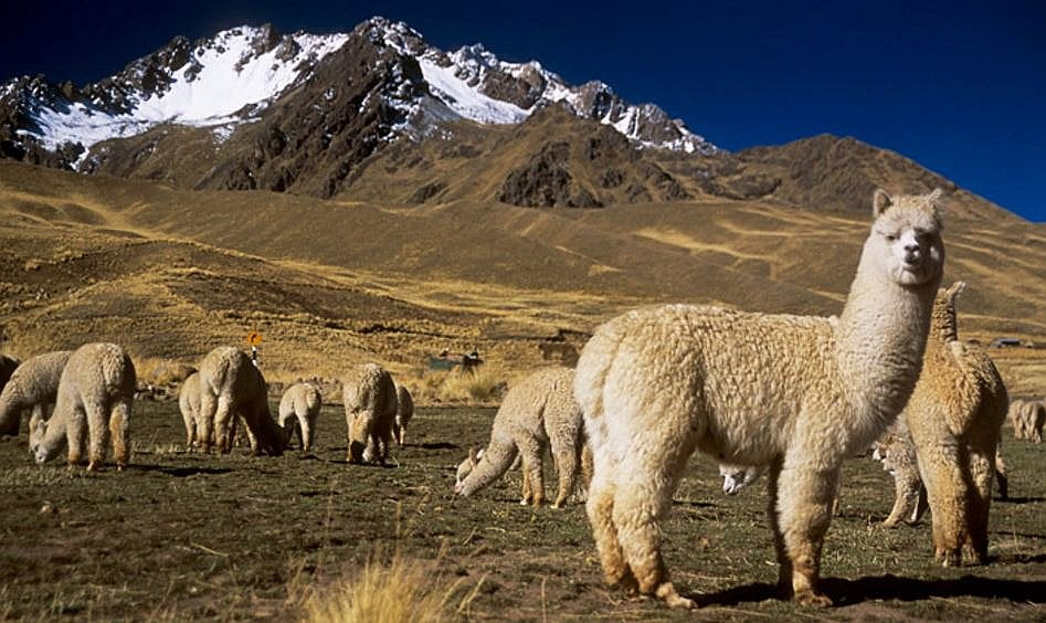 Alpaca de Puno 1