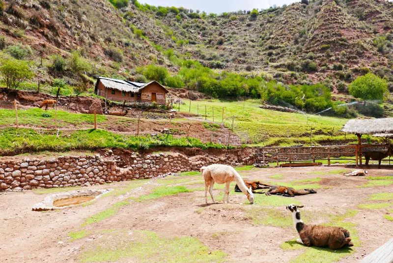 Awanakancha en Cusco 2