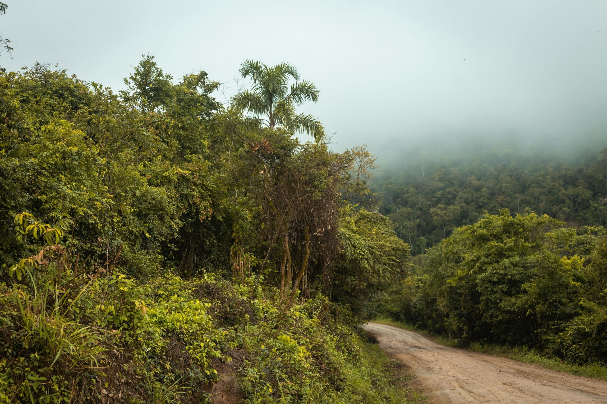 La selva scaled